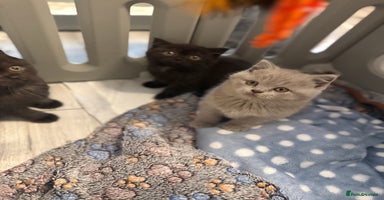 British Shorthair cats - Advert 5