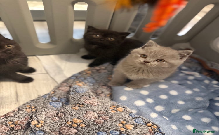 British Shorthair cats - Advert 10
