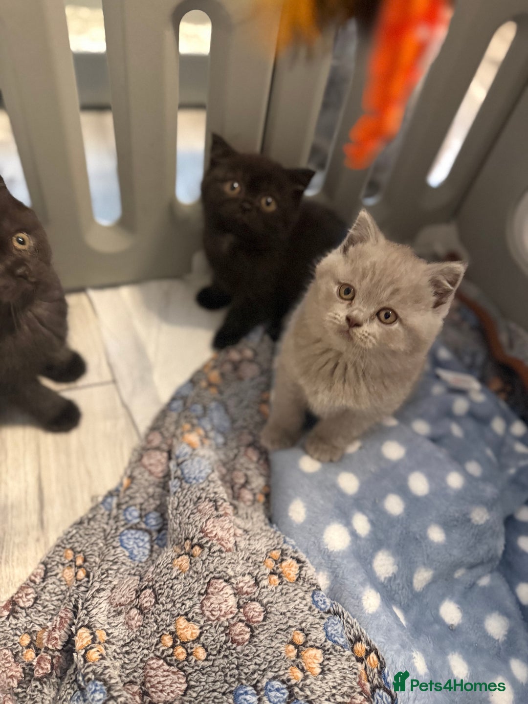 British Shorthair cats for sale: Beautiful British shorthair champion bloodlines - Image 31