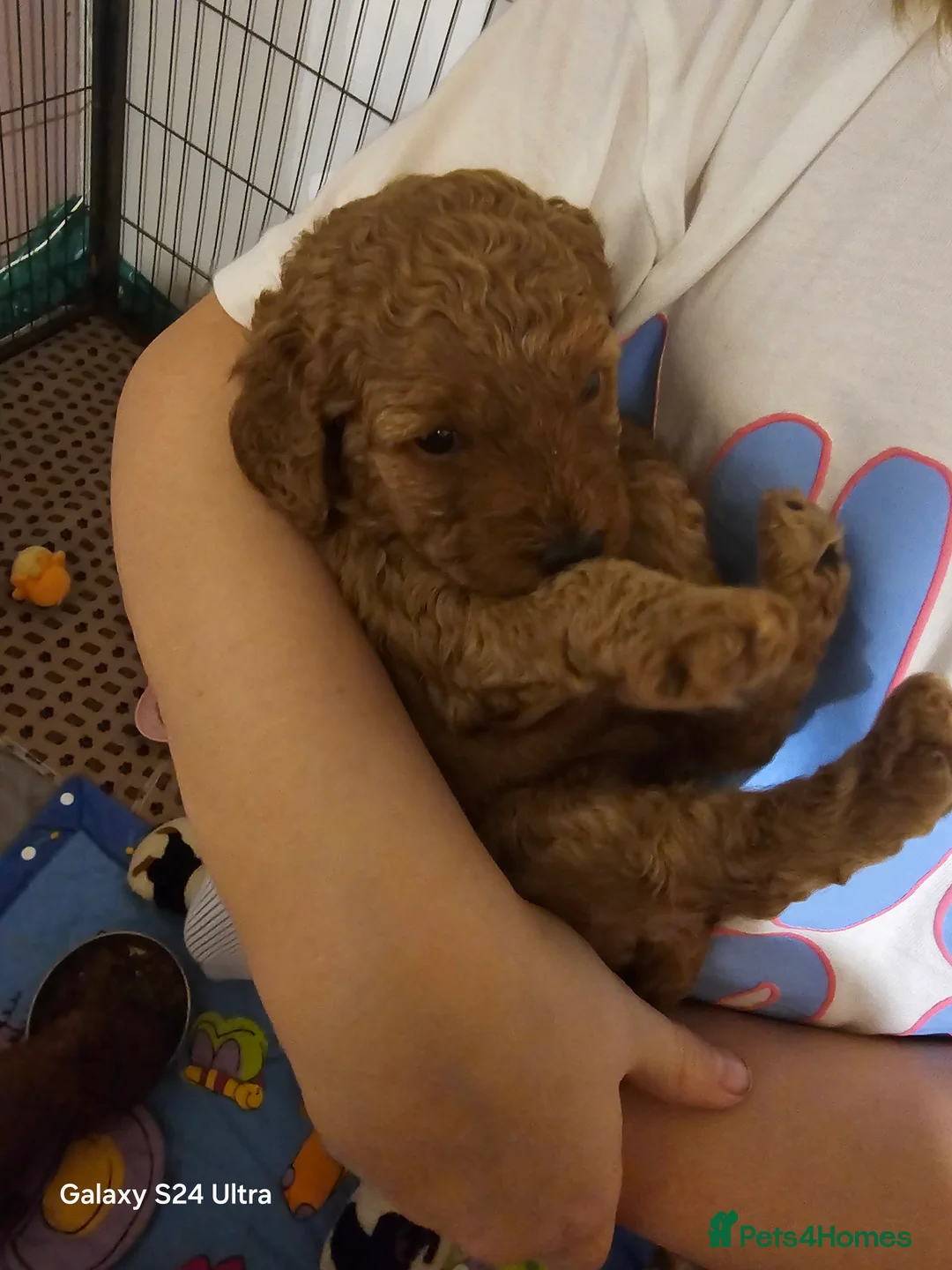 Labradoodle dogs for sale: Rare deep red labradoodles, absolutely stunning 😍 - Advert 1