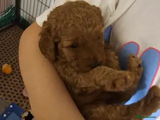 Labradoodle dogs Rare deep red labradoodles, absolutely stunning 😍 - Advert 1