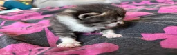 Mixed Breed cats for sale: Siamese x Maine coon kittens available  - Advert 7