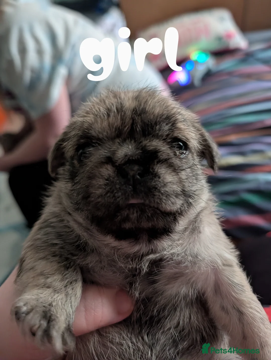 Puggle dogs for sale: Puppy's for sale - Advert 4