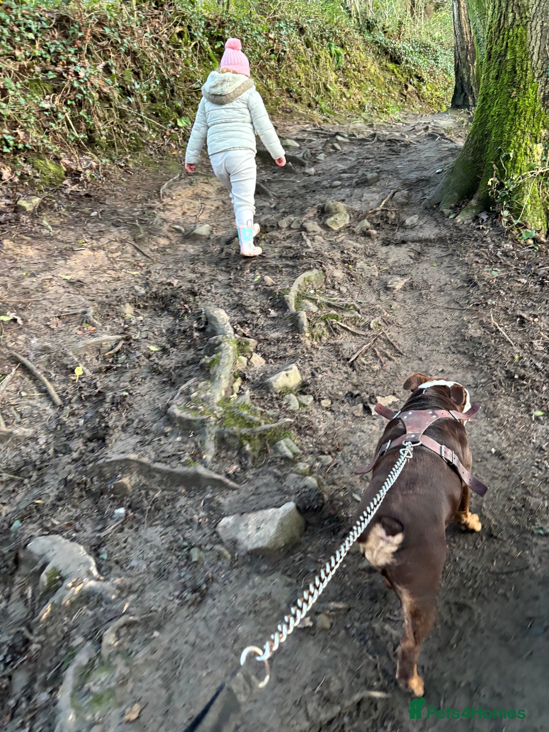 English Bulldog dogs for sale: English bulldog - Female, 3 years old  - Advert 5