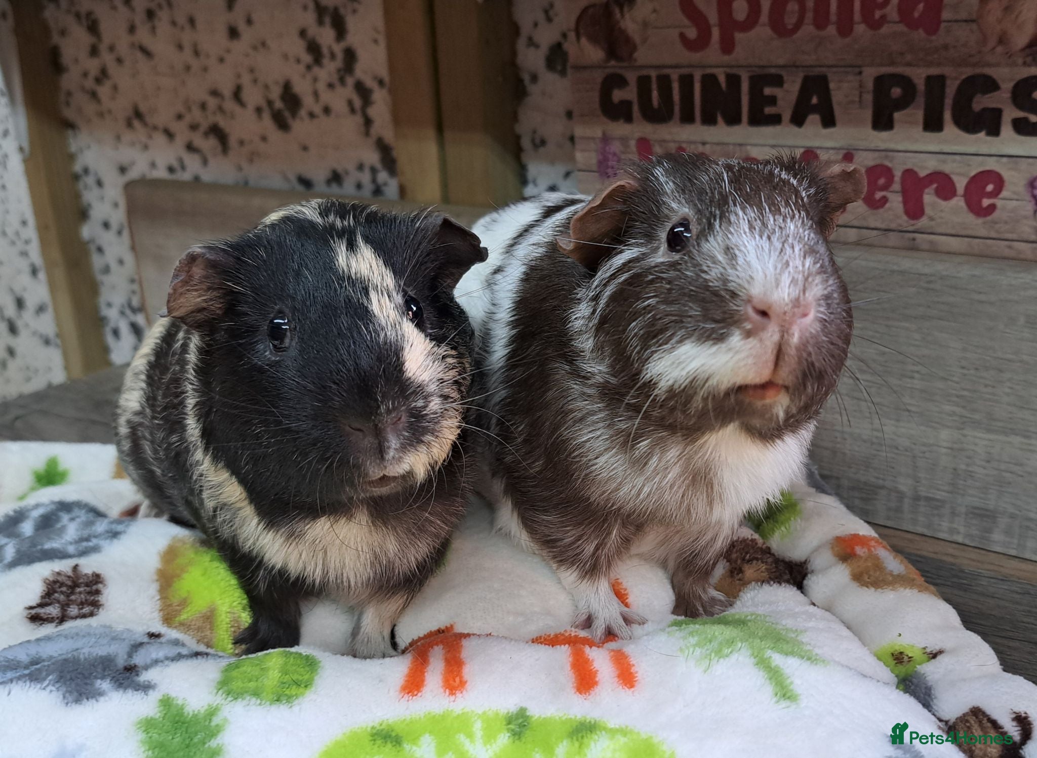 Guinea Pig rodents Female Guinea Pigs - Leeds collection - Advert 1