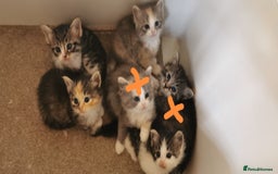 Siberian cats for sale:  Registered Calico Siberian kittens  - Image 1
