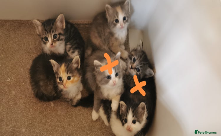 Siberian cats - Advert 8