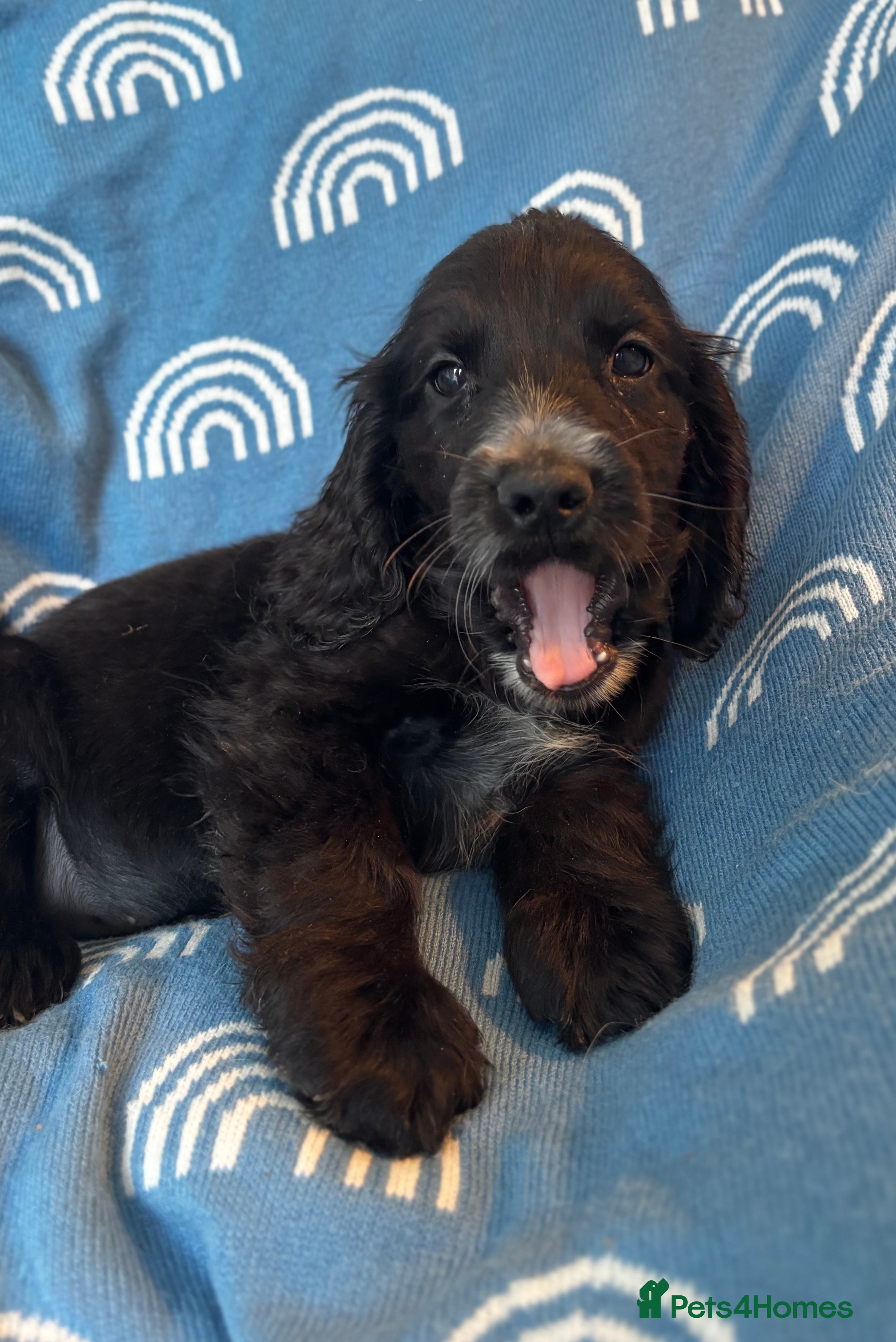 Cocker Spaniel dogs Cute cocker spaniels LAST 2 - Advert 3