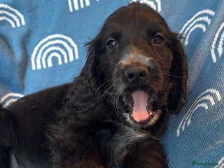 Cocker Spaniel dogs Cute cocker spaniels LAST 2 - Advert 4