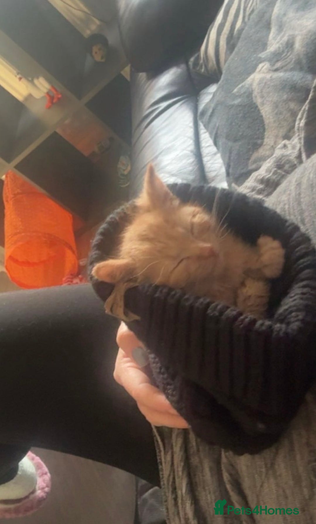 Mixed Breed cats for sale: Beautiful Ginger boy - Advert 5