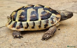 Tortoise reptiles for sale: Testudo Hermanni -tortoise for sale 7 years old - Image 4