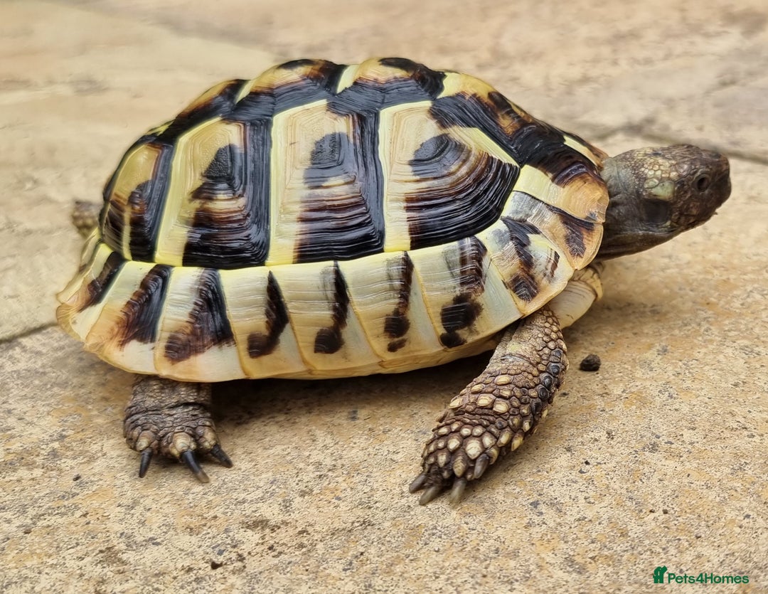 Tortoise reptiles for sale: Testudo Hermanni -tortoise for sale 7 years old - Image 4