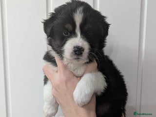 Australian Shepherd dogs - Advert 2