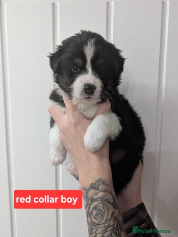 Australian Shepherd dogs - Advert 1