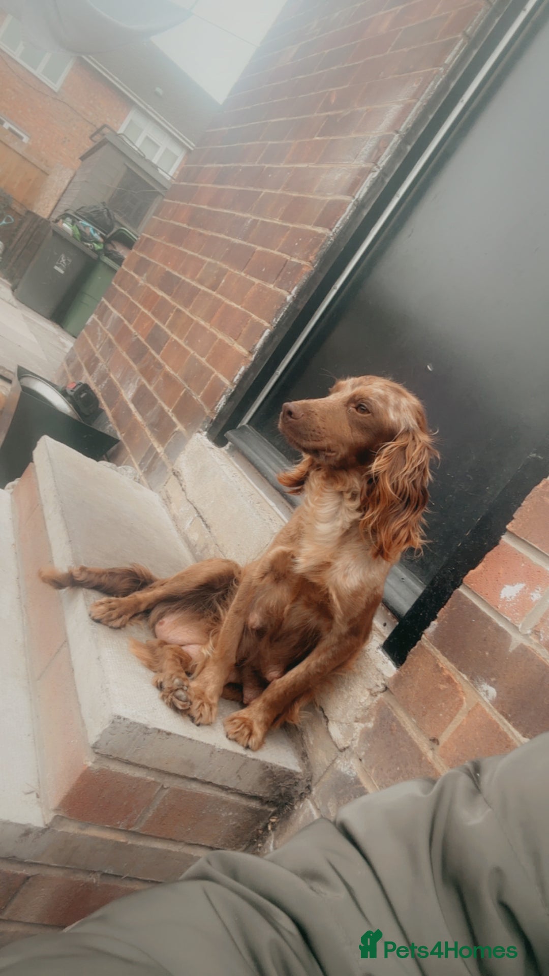 Cocker Spaniel dogs for sale: 🌟 cocker spaniel puppies 🌟 - Image 27
