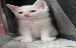 Domestic Shorthair cats for sale: Sweet boy Charlie - Image 13