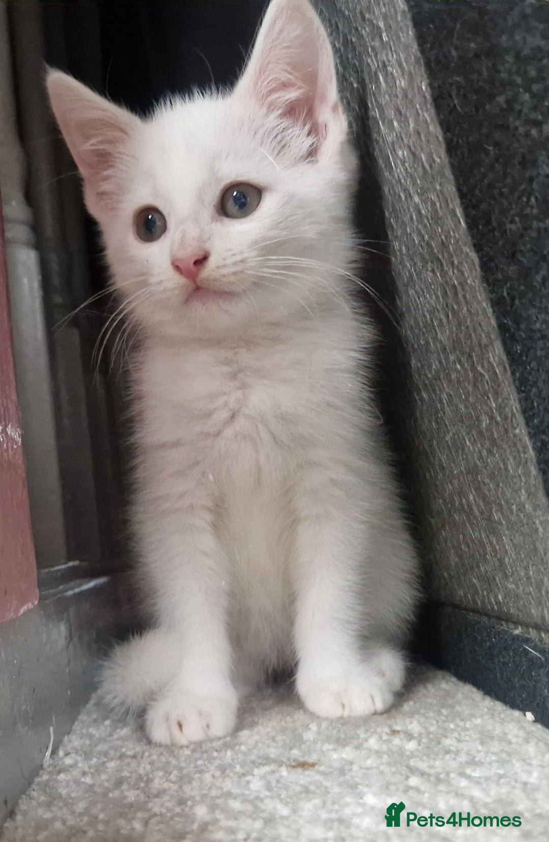 Domestic Shorthair cats for sale: Sweet boy Charlie - Image 13