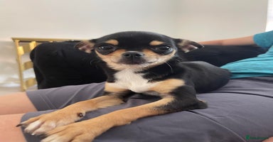 Chihuahua dogs - Advert 8
