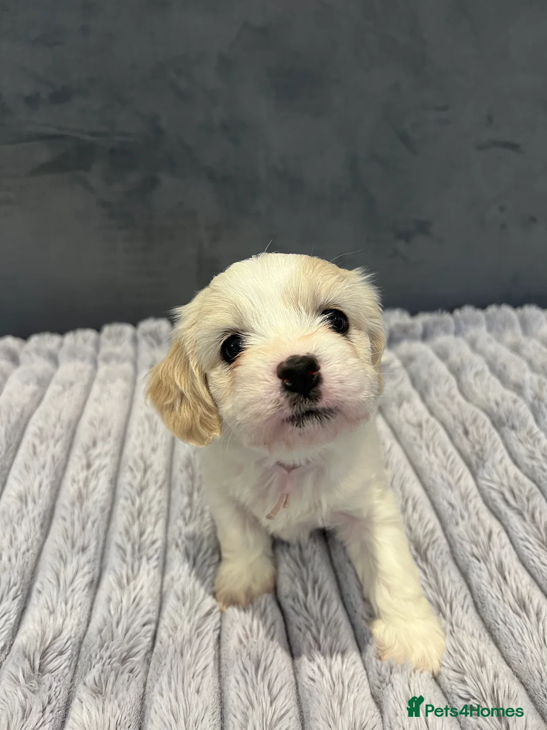 Cavachon dogs for sale: 🐶 Adorable Cavachon Puppies for Sale! 🐾 - Advert 28