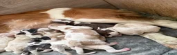 Cocker Spaniel dogs for sale: Merle and Sable cocker spaniel puppies in Retford - Advert 8