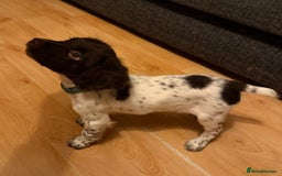 English Springer Spaniel dogs for sale: Springer spaniel pup  - Advert 3