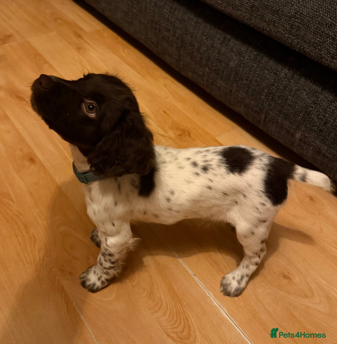 English Springer Spaniel dogs for sale: Springer spaniel pup  - Advert 3