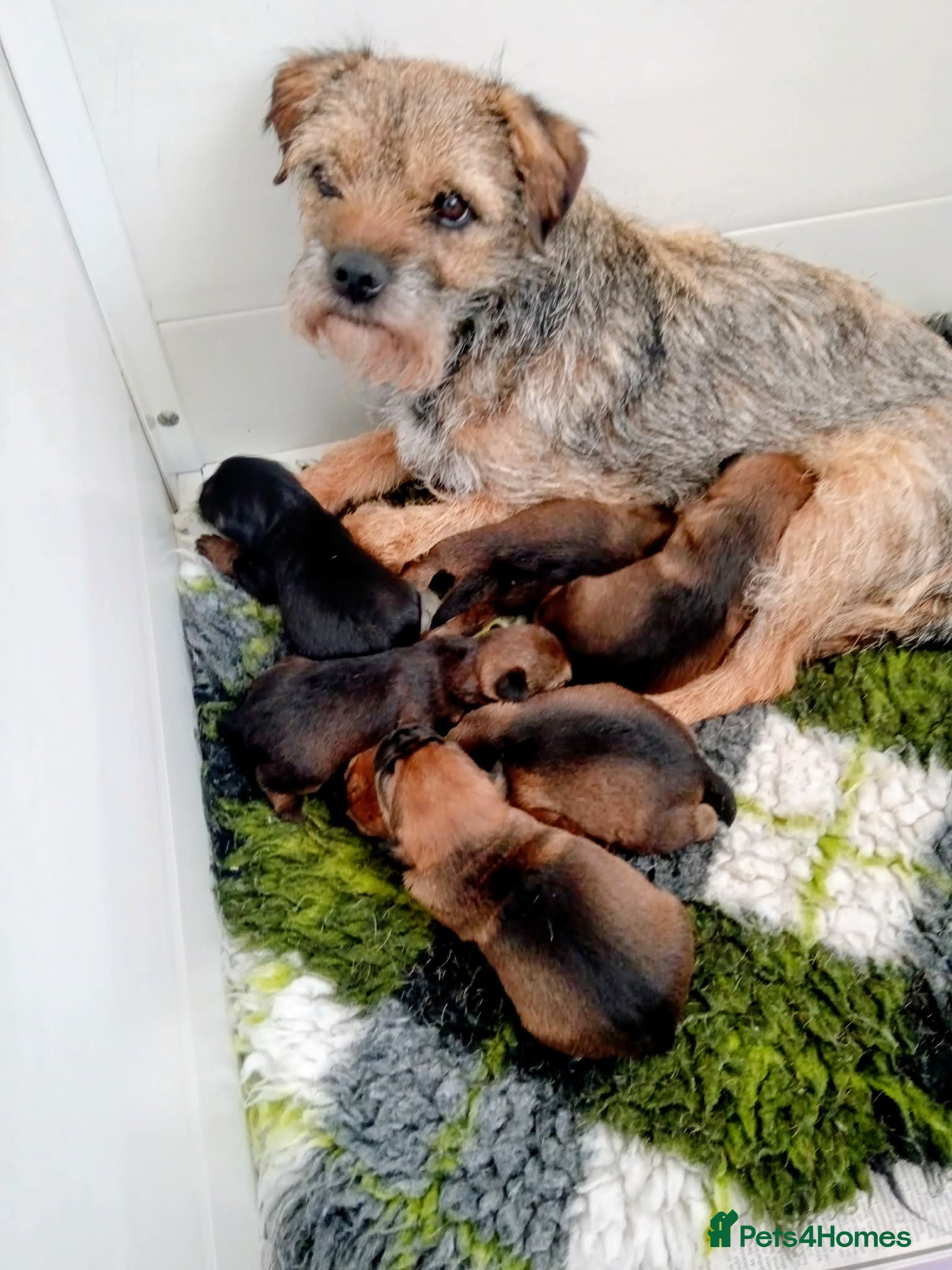 Border Terrier dogs Kc border terrier puppies  - Advert 4