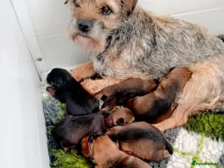 Border Terrier dogs Kc border terrier puppies - Advert 4