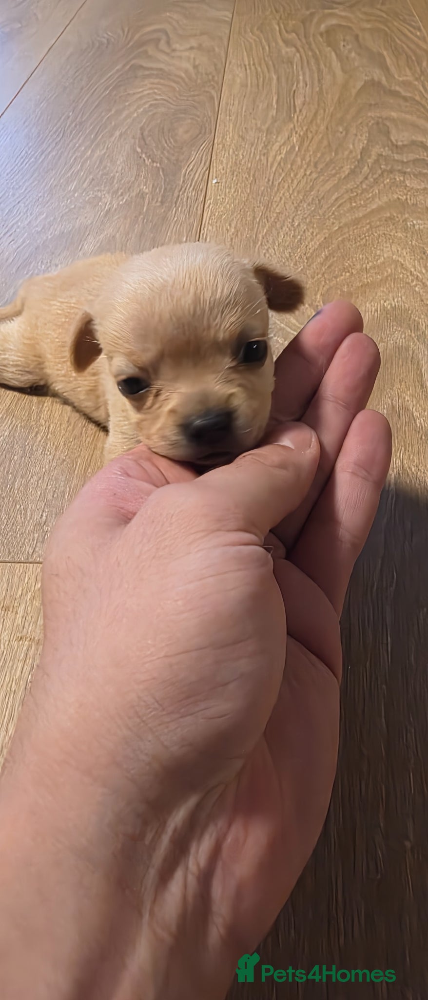 Chihuahua dogs for sale: Long & short haird chihuahua puppies  in Wirral - Advert 26
