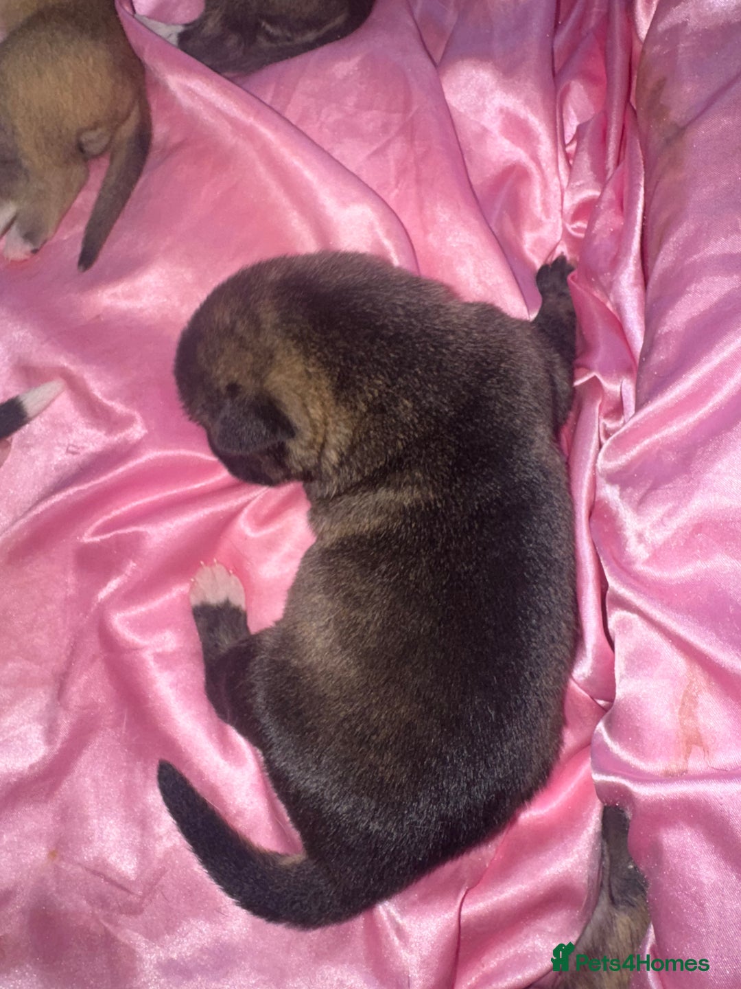 Mixed Breed dogs for sale: Stuffy puppies for sale  - Image 13