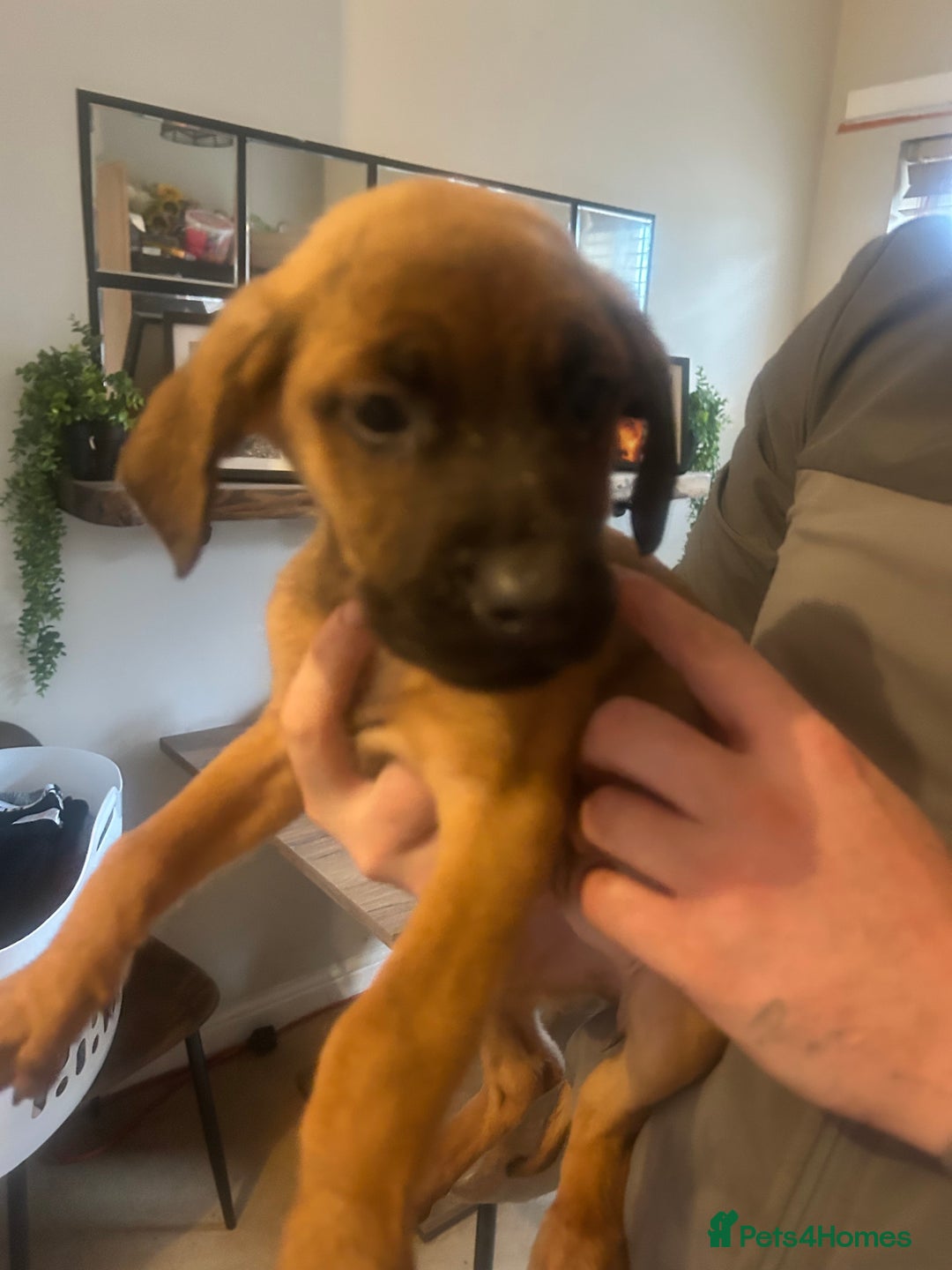 Mixed Breed dogs for sale: Cane corso x doberman - Image 1