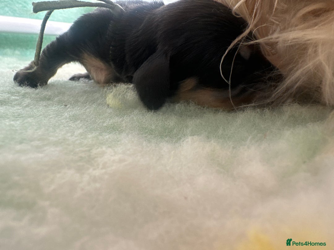 Miniature Dachshund dogs for sale: Black and Cream mini long haired dachshund boy - Advert 5