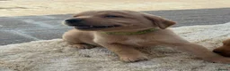 Labrador Retriever dogs for sale: 5 kc Labrador pups ready now  - Advert 4