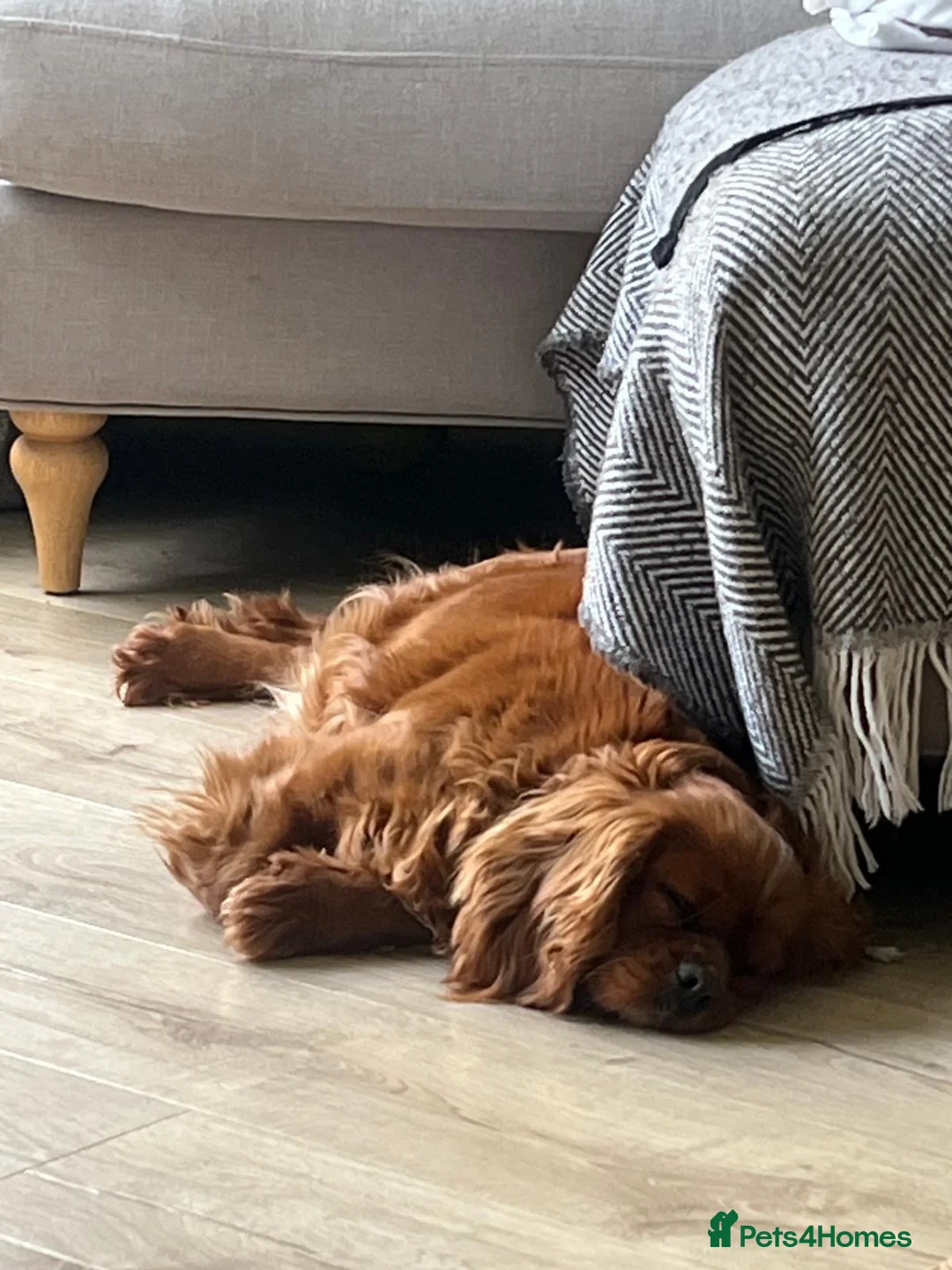 Cavalier King Charles Spaniel dogs for sale: HEART, EYE and DNA Tested Black and Tan boy  in Chard - Advert 1