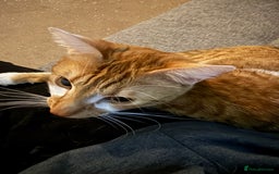 British Shorthair cats for sale: INDOOR Cuddly Ginger short haired male cat - Image 5