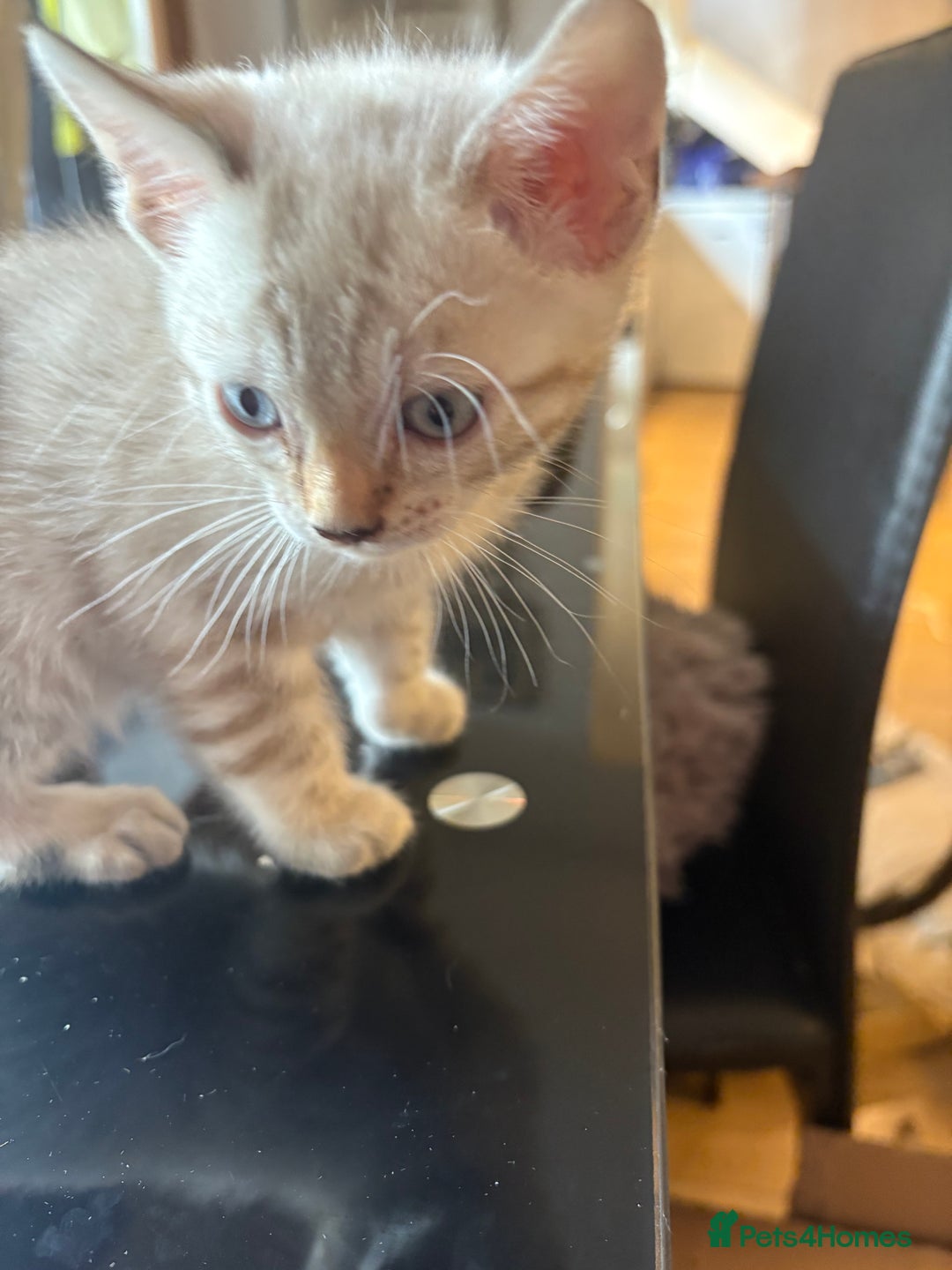 Bengal cats for sale: Adorable snow Bengals. - Image 10