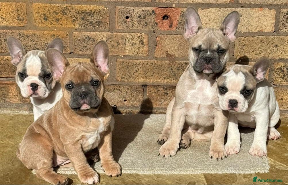 French Bulldog dogs 5 Beautiful French Bulldog looking for a new home - Advert 6