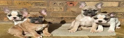 French Bulldog dogs for sale: 3 Beautiful French Bulldog looking for a new home - Advert 1