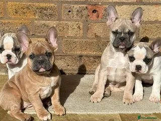 French Bulldog dogs 5 Beautiful French Bulldog looking for a new home - Advert 6