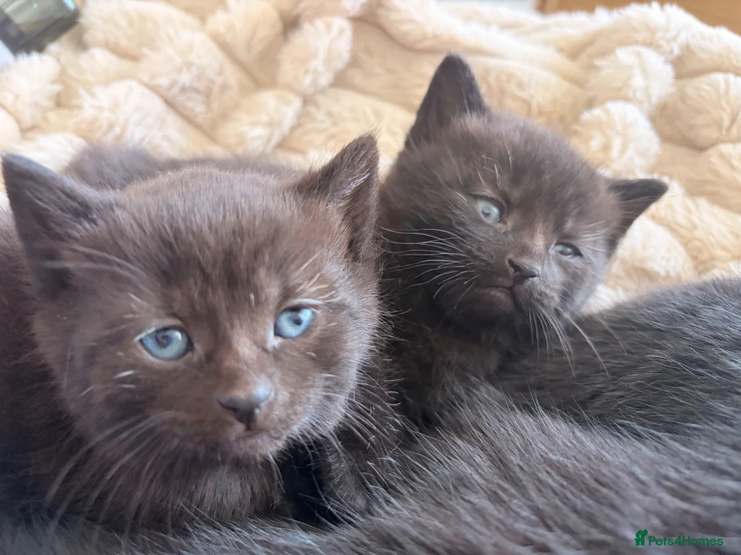 Mixed Breed cats for sale: Brown fluffy kittens  - Advert 2