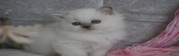 Scottish Fold cats for sale: 👑Beautiful Scottish Straight👑 - Advert 5