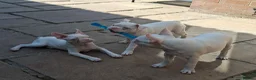 Boston Terrier dogs for sale: 1 Available Reduced Rare Boston Terriers Boys.  - Advert 4