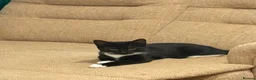 Mixed Breed cats for sale: British Short Hair X Tuxedo (DSH) - Advert 3