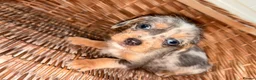 Miniature Dachshund dogs for sale: Wired dachund puppies  - Advert 6