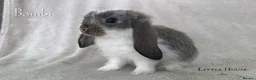 French Lop rabbits for sale: Quality Showline French Lop Bunnies - Advert 9