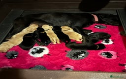 Labrador Retriever dogs for sale: Stunning KC Registered FoxRed/Black Labrador Pups  - Image 10