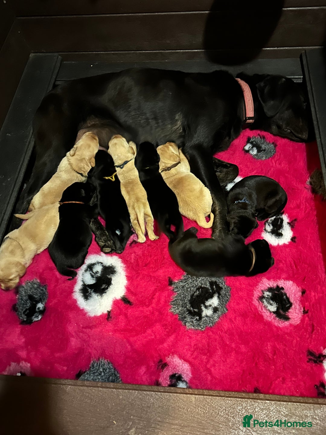 Labrador Retriever dogs for sale: Stunning KC Registered FoxRed/Black Labrador Pups  - Image 10