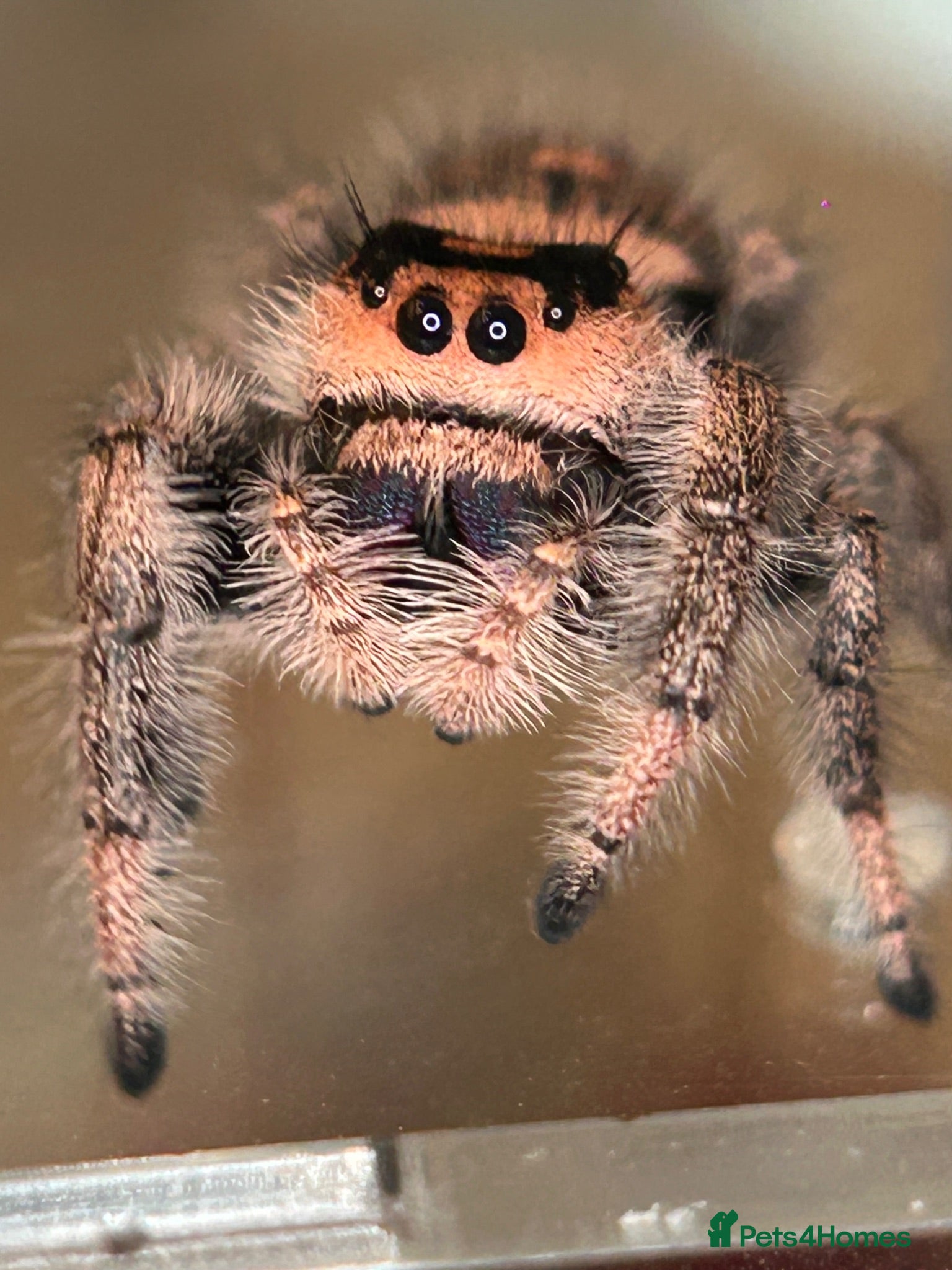 Spiders invertebrates Apalachicola Jumping spider x5  - Advert 3