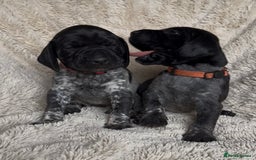 German Shorthaired Pointer dogs for sale: German Shorthaired Pointer Puppies - Leeds - Advert 6