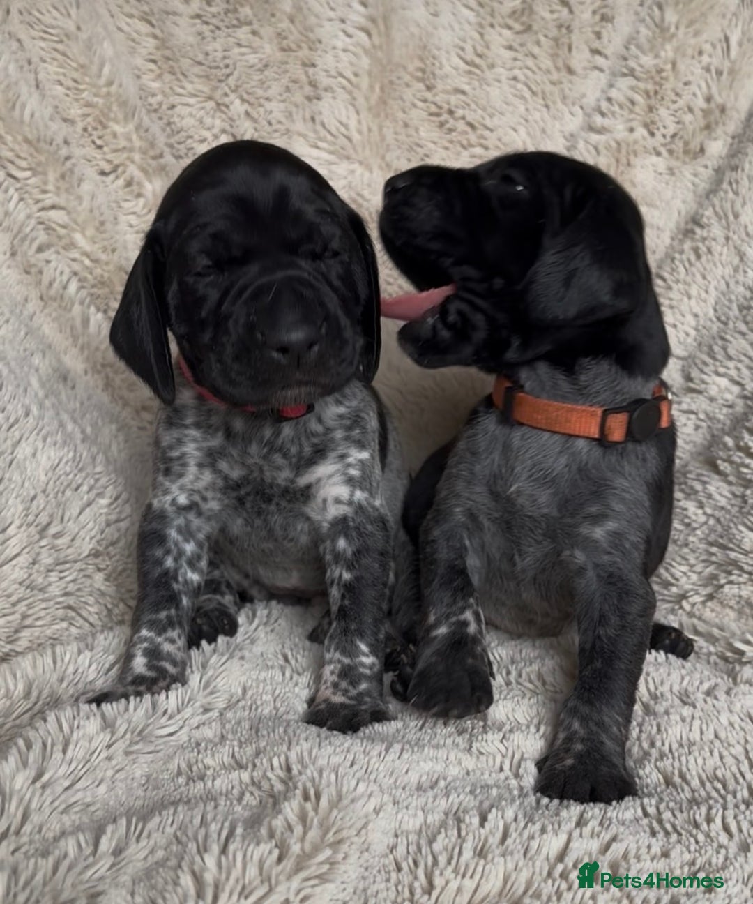 German Shorthaired Pointer dogs for sale: German Shorthaired Pointer Puppies - Leeds - Advert 6
